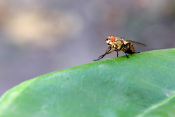 Macrofotografía de moscas domesticas