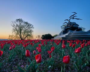 Naklejka premium Blooming spring red tulip season in a garden with Navy Merchant Memorial