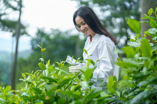 Researchers are checking the quality of tea leaves in tea plantations.Hand and tea leaves, soft tops of tea leaves ,Researcher hands on plants have tea leaves at hand and work files to check for work.