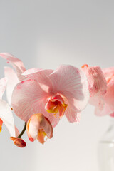 Fototapeta na wymiar Phalaenopsis coral orchid on white background.