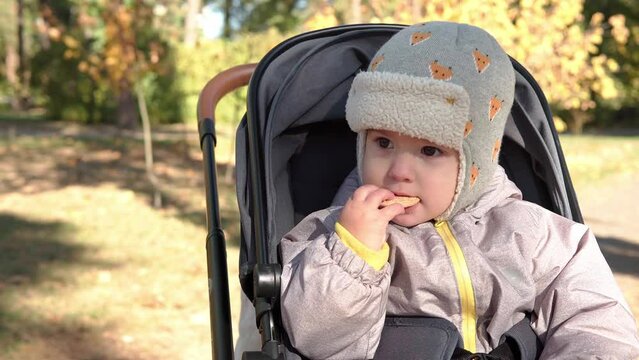 Little toddler baby kid in stroller on walk outside in fall park. Small child eats roast snack outdoors. Children spend time in autumn forest Look At Camera Cold Weather. Childhood, Family, Lunch Time