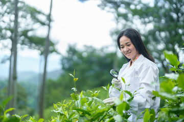 Researchers are checking the quality of tea leaves in tea plantations.Hand and tea leaves, soft tops of tea leaves ,Researcher hands on plants have tea leaves at hand and work files to check for work.
