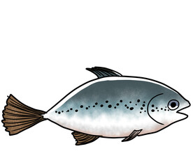 Simple and realistic salmon illustration