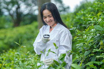 Researchers are checking the quality of tea leaves in tea plantations.Hand and tea leaves, soft...