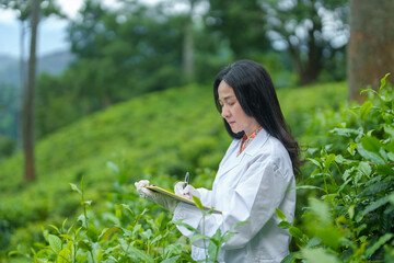 Researchers are checking the quality of tea leaves in tea plantations.Hand and tea leaves, soft tops of tea leaves ,Researcher hands on plants have tea leaves at hand and work files to check for work.