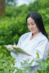 Researchers are checking the quality of tea leaves in tea plantations.Hand and tea leaves, soft tops of tea leaves ,Researcher hands on plants have tea leaves at hand and work files to check for work.