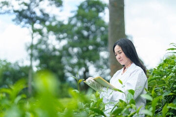 Researchers are checking the quality of tea leaves in tea plantations.Hand and tea leaves, soft...