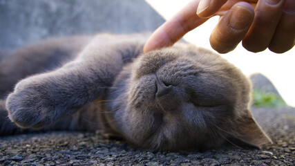 撫でられ眠る猫