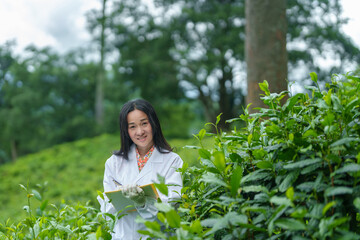 Researchers are checking the quality of tea leaves in tea plantations.Hand and tea leaves, soft tops of tea leaves ,Researcher hands on plants have tea leaves at hand and work files to check for work.