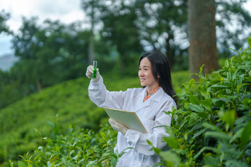 Researchers are checking the quality of tea leaves in tea plantations.Hand and tea leaves, soft...
