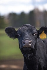Black angus cow close up outside in summer - obrazy, fototapety, plakaty