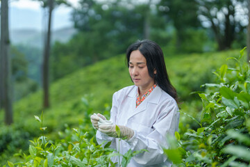 Researchers are checking the quality of tea leaves in tea plantations.Hand and tea leaves, soft tops of tea leaves ,Researcher hands on plants have tea leaves at hand and work files to check for work.