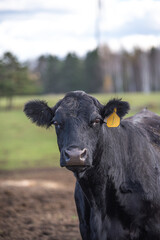 Black angus cow close up outside in summer