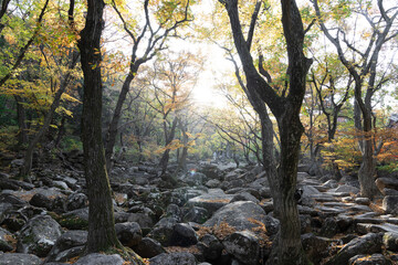 autumn forest in the morning