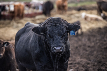 Black angus bull close up, outside in summer pasture