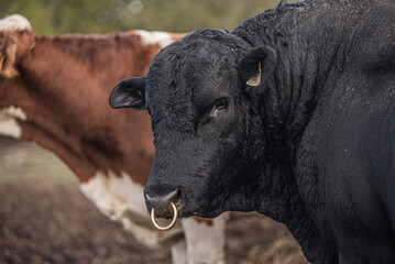 Black angus bull close up, outside in summer pasture