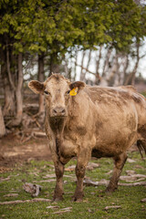 Charolais angus cow standing outside in summer field