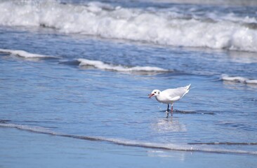 seagull on the beach