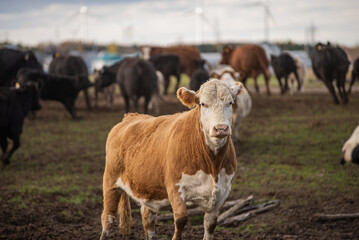 Standing cow outside in summer