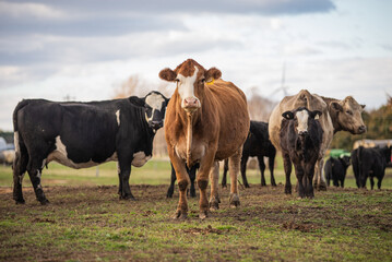 Group of cows outside in summer
