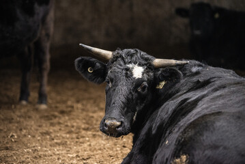 Wagyu bull in barn feeding station