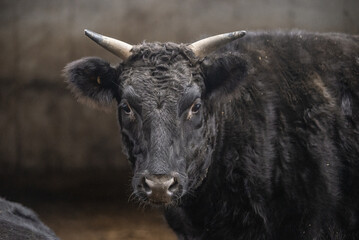 Wagyu bull in barn feeding station