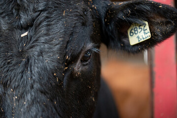 Black angus cattle standing in barn