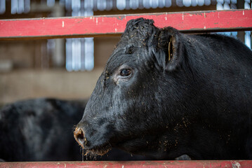 Black angus cattle standing in barn - obrazy, fototapety, plakaty
