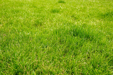 Obraz premium Beautiful lawn with many grass growing outdoors as background