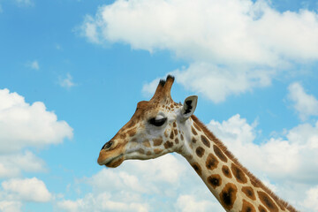 Beautiful spotted African giraffe against blue sky