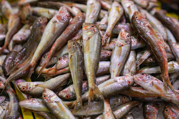 Many raw red mullet fish as background, closeup