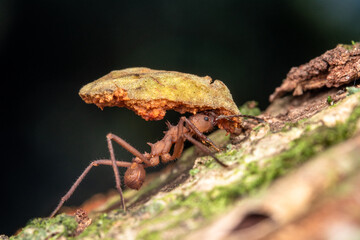 leaf cutter acromyrmex ants costa rica