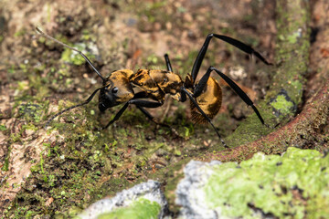 Camponotus golden ant