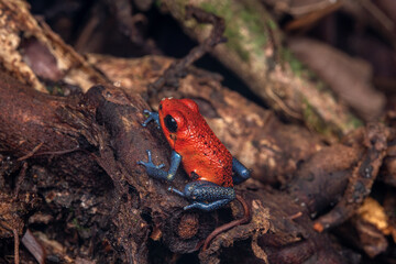 Blue jeans red frog costa rica