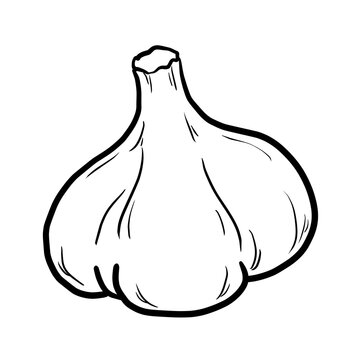 simple garlic line drawing