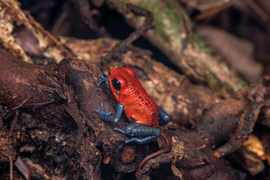 Blue jeans red frog costa rica
