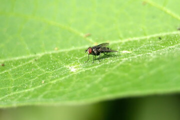 Fly on a leaf in the Intag Valley, outside of Apuela, Ecuador