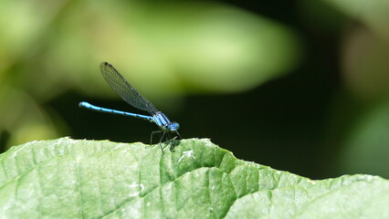 Blue damselfly on a leaf in the Intag Valley, outside of Apuela, Ecuador