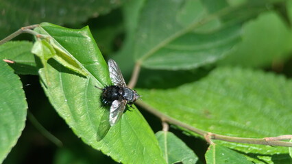 Fototapeta premium Tachinid fly on a leaf in the Intag Valley, outside of Apuela, Ecuador