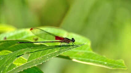 Damselfly on a leaf in the Intag Valley, outside of Apuela, Ecuador