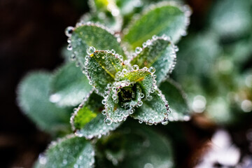 A Close-up Of Morning Dew