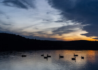 A Group of Geese Enjoying A Sunset