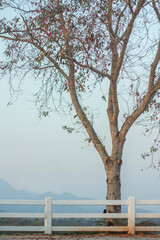 lonely tree without leaves and white wooden fence