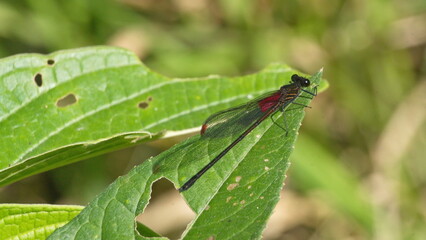 Damselfly on a leaf in the Intag Valley, outside of Apuela, Ecuador
