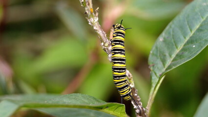 Monarch caterpillar on a milkweed plant in the Intag Valley, outside of Apuela, Ecuador