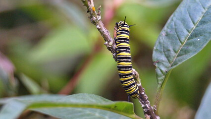 Monarch caterpillar on a milkweed plant in the Intag Valley, outside of Apuela, Ecuador