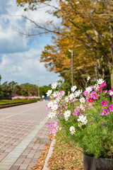 コスモス　吉野公園
