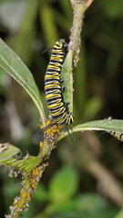 Monarch caterpillar on a milkweed plant in the Intag Valley, outside of Apuela, Ecuador