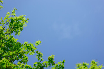 Obraz premium 新緑・空