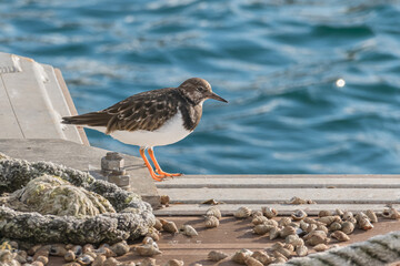 ruddy turnstone bird perched on floating dock arenaria interpes